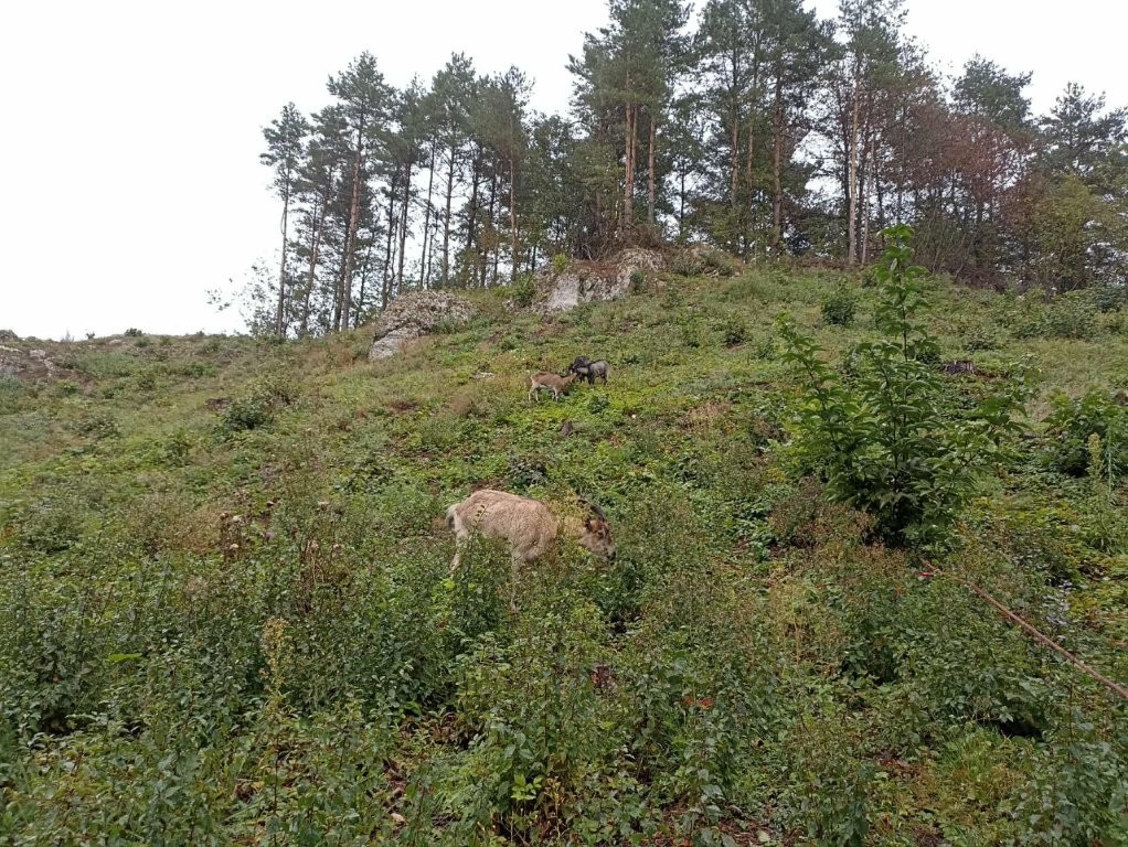 Kozy pasące się wśród gęstej roślinności krzewiastej na zboczu wzgórza zwieńczonego wapiennymi ostańcami i drzewami.