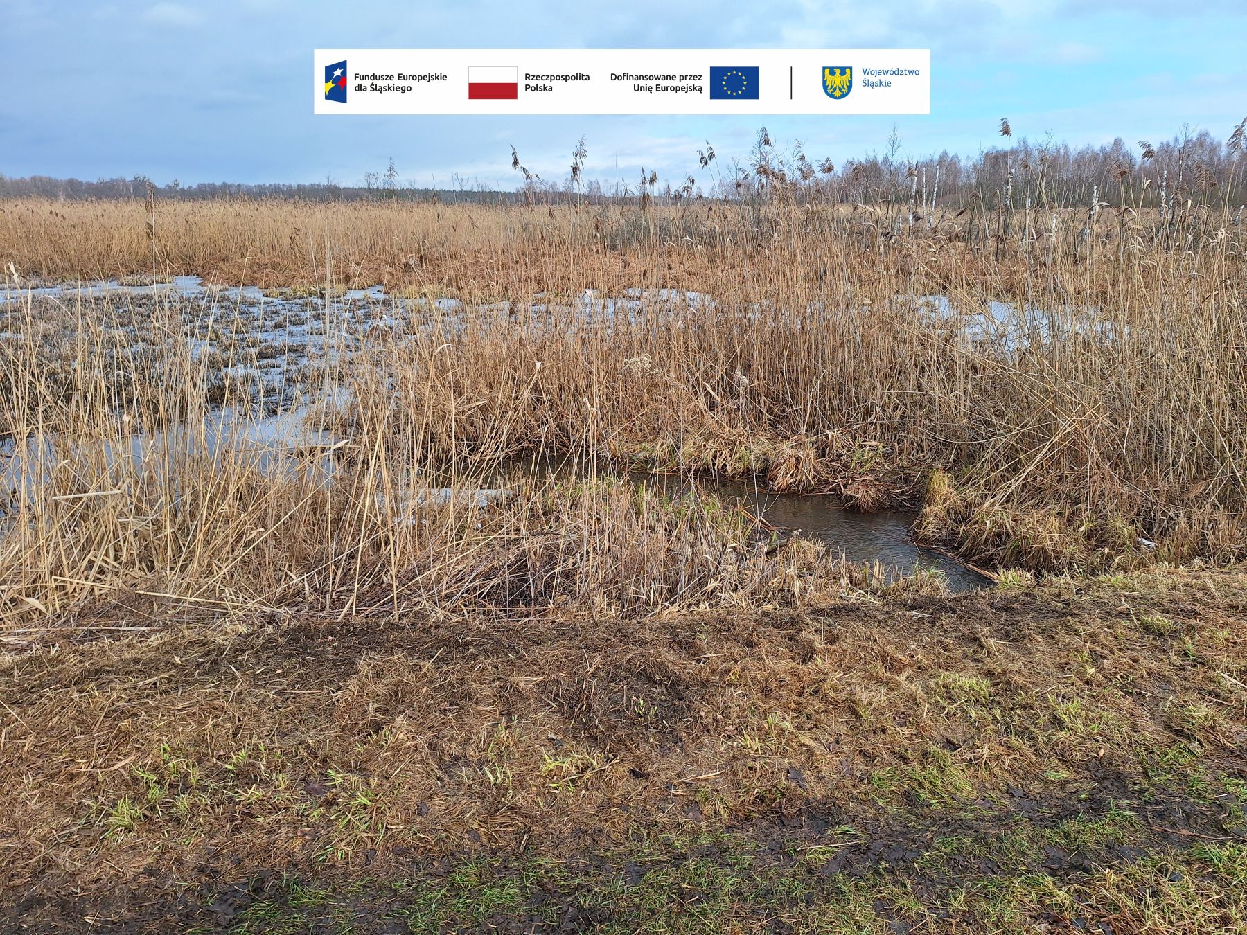 Widok na zarośnięty obszar doprowadzalnika w kompleksie stawów Hadra. Na pierwszym planie widać wykoszony fragment grobli, za którym przepływa wąski pas wody – doprowadzalnik wymagający odmulenia. W tle gęste, wysokie trzciny pod błękitnym niebem z białymi chmurami.