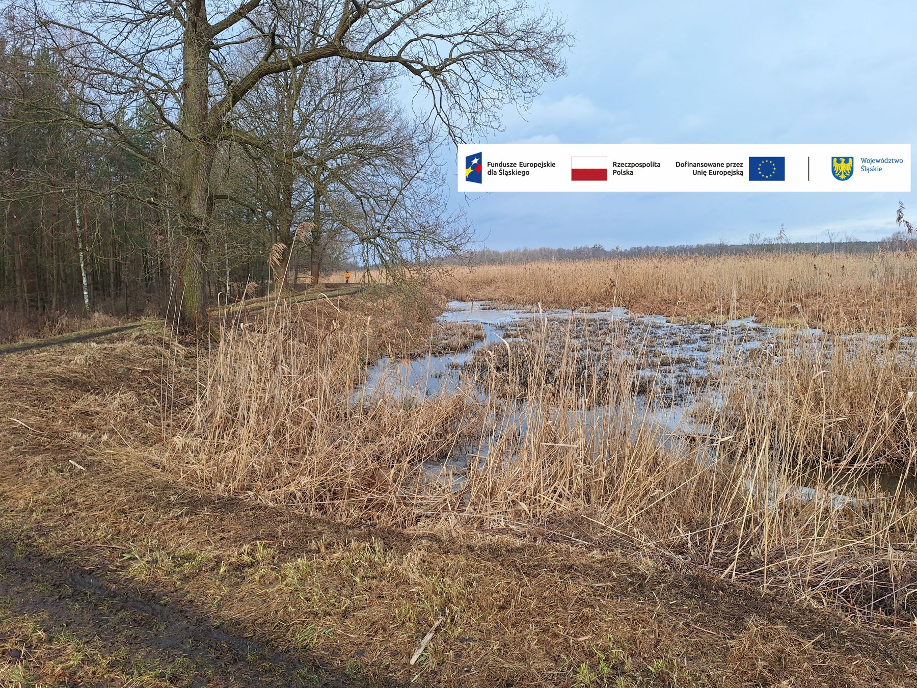 Fragment grobli sąsiadującej z lasem liściastym. Po prawej stronie widoczne jest ulegający naturalnej sukcesji doprowadzalnik do stawu z wystającymi suchymi trzcinami i stojącą wodą. Miejsce to jest przeznaczone do prac odmuleniowych w celu poprawy retencji i bioróżnorodności.