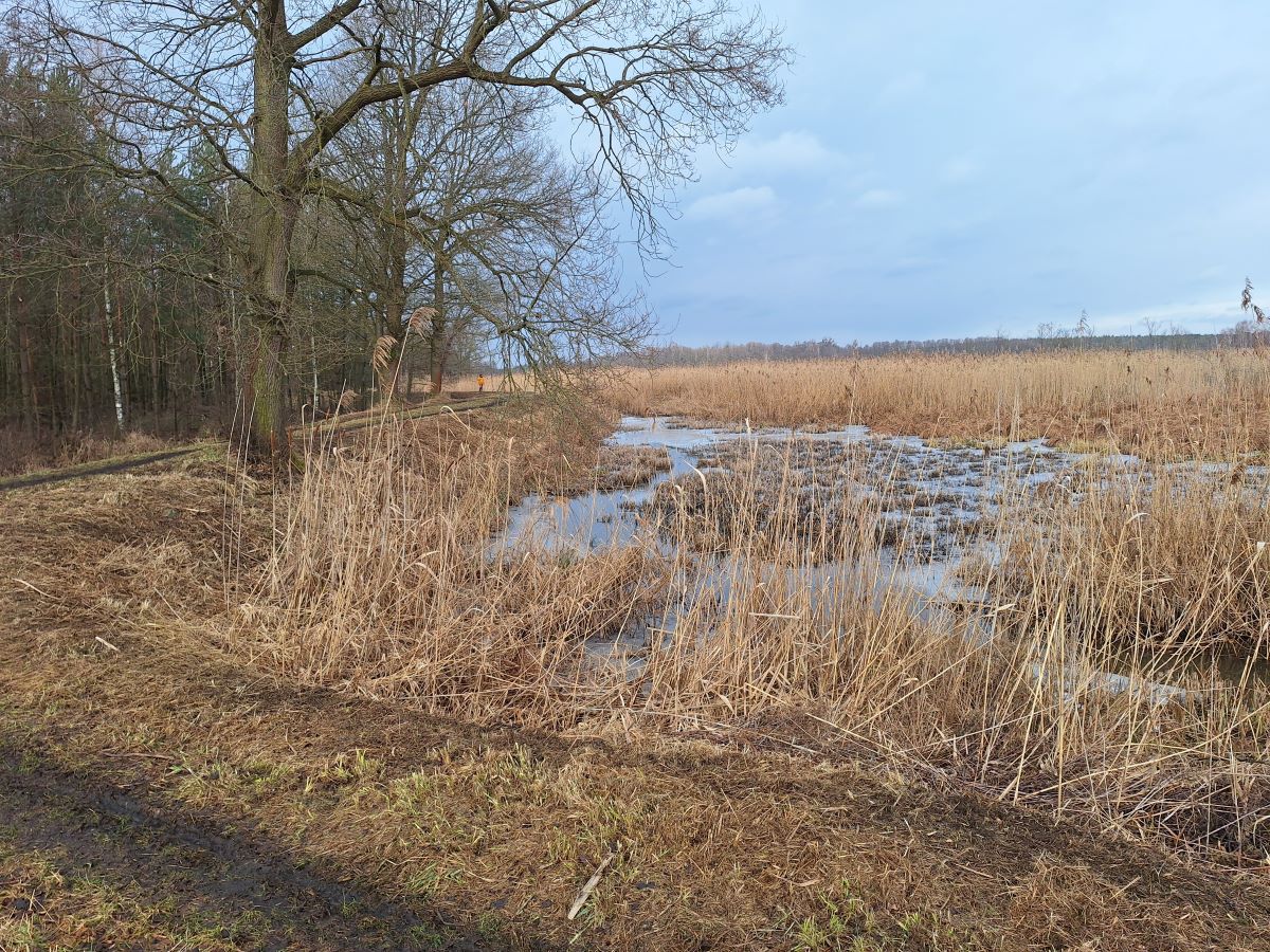 Fragment grobli sąsiadującej z lasem liściastym. Po prawej stronie widoczne jest ulegający naturalnej sukcesji doprowadzalnik do stawu z wystającymi suchymi trzcinami i stojącą wodą. Miejsce to jest przeznaczone do prac odmuleniowych w celu poprawy retencji i bioróżnorodności.