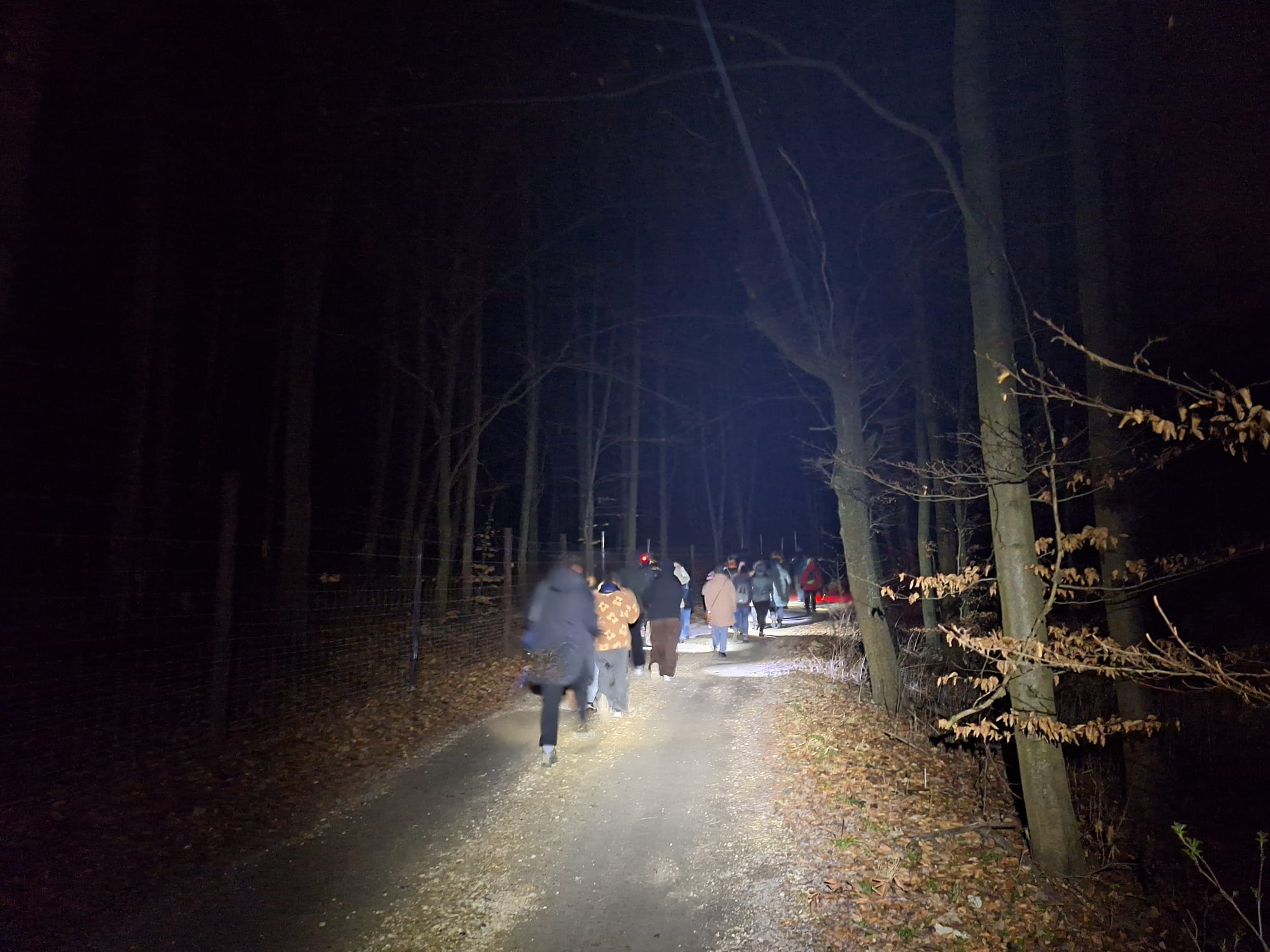 Grupa uczestników spaceru nocnego idzie leśną drogą oświetloną latarkami. Wokół widać drzewa i ciemny las, a osoby poruszają się w skupieniu, prawdopodobnie nasłuchując odgłosów przyrody.